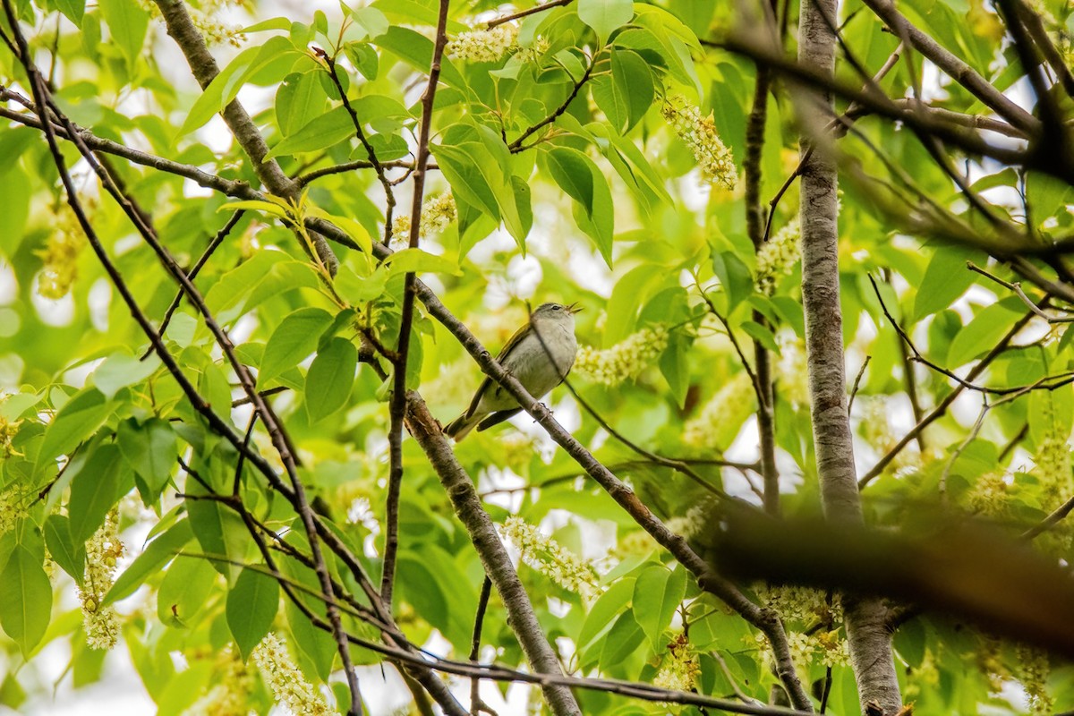 Tennessee Warbler - ML618584815