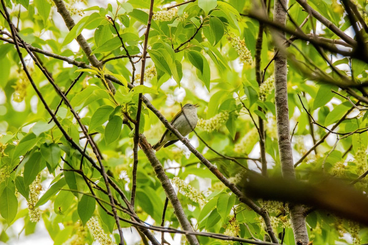 Tennessee Warbler - Tony Gazso