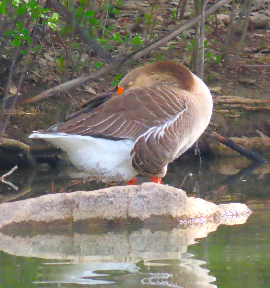 Graylag x Swan Goose (hybrid) - ML618584859