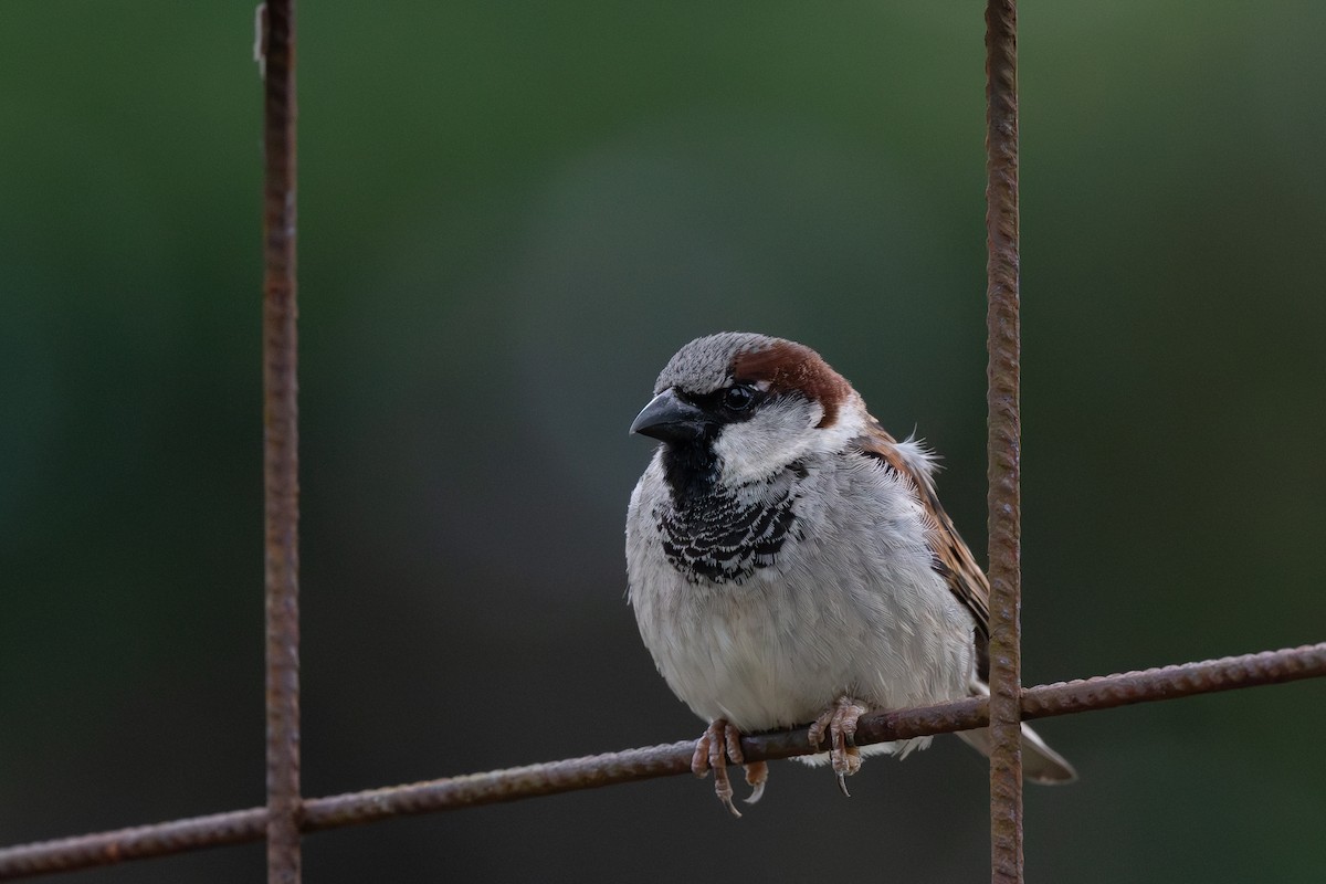 House Sparrow - ML618584862