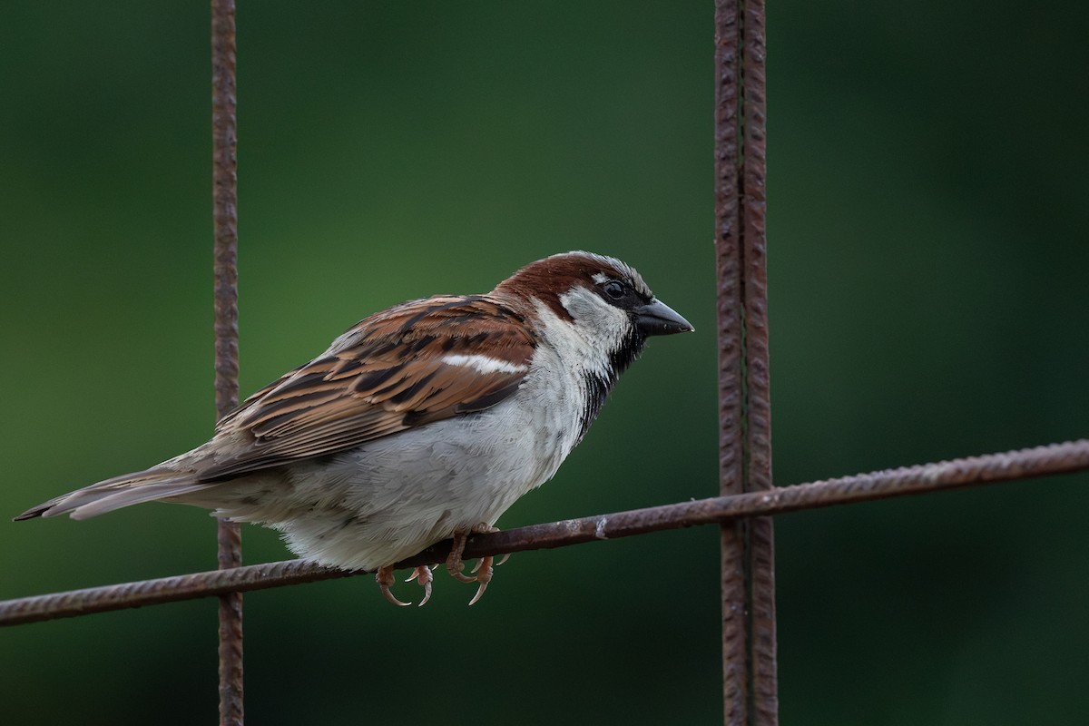House Sparrow - Steve Heinl