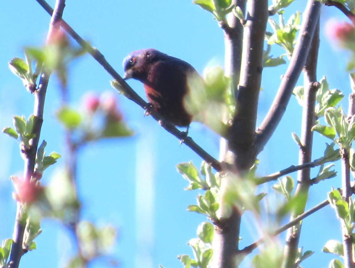 Varied Bunting - ML618584869