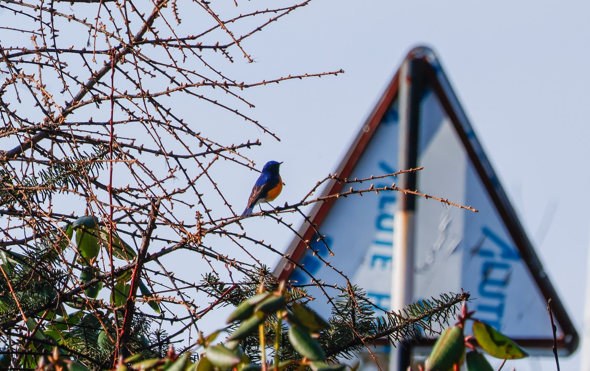 Rufous-breasted Bush-Robin - ML618584879