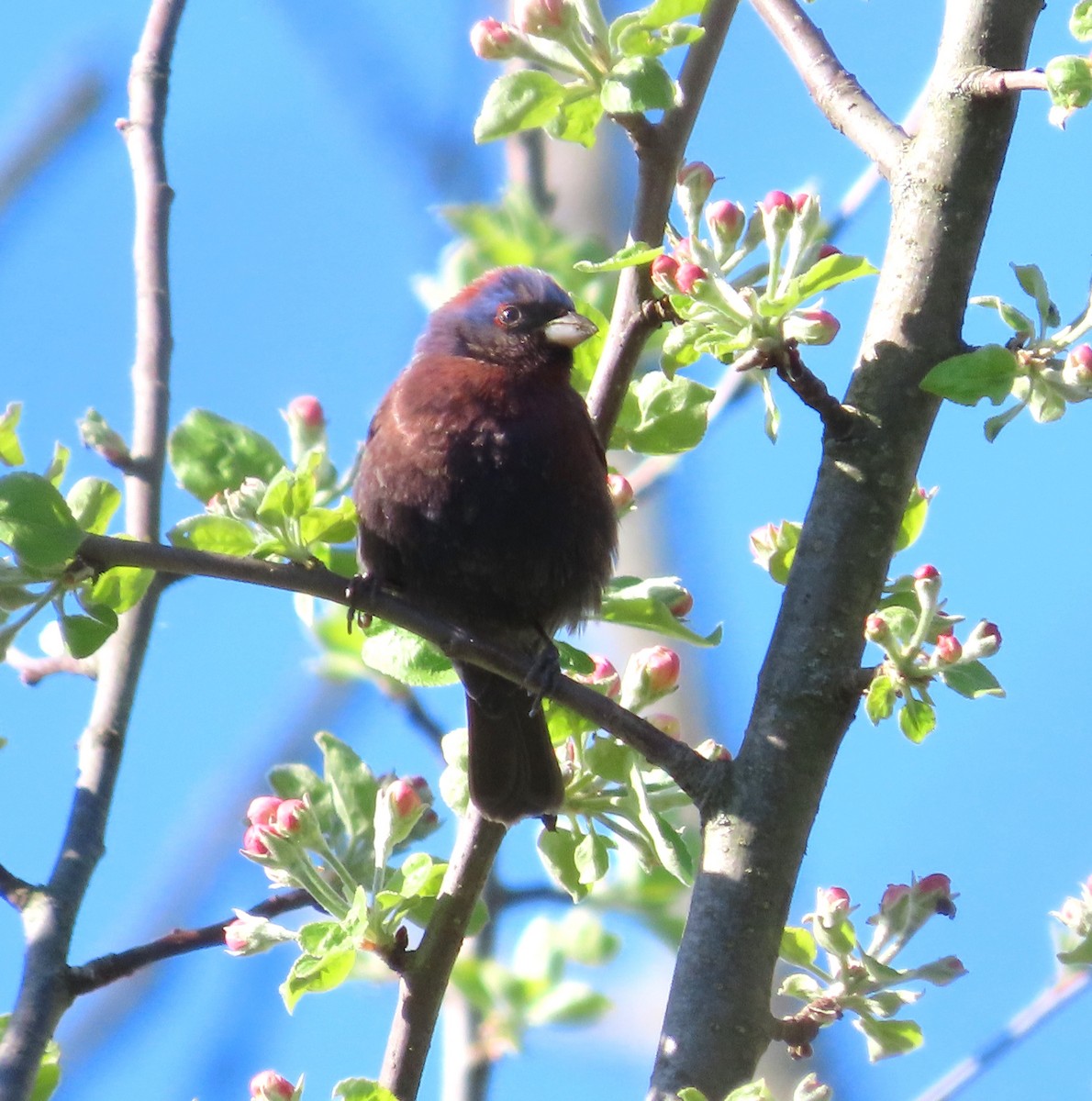 Varied Bunting - ML618584904