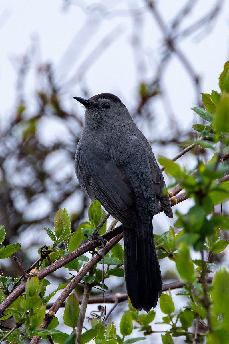 Pájaro Gato Gris - ML618584905