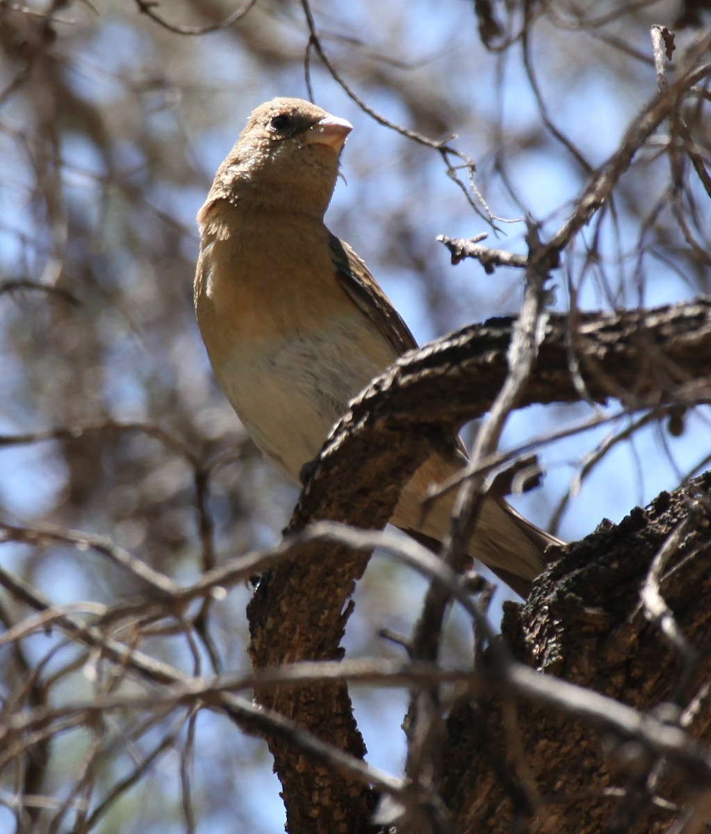 Lazuli Bunting - Ken Lamberton