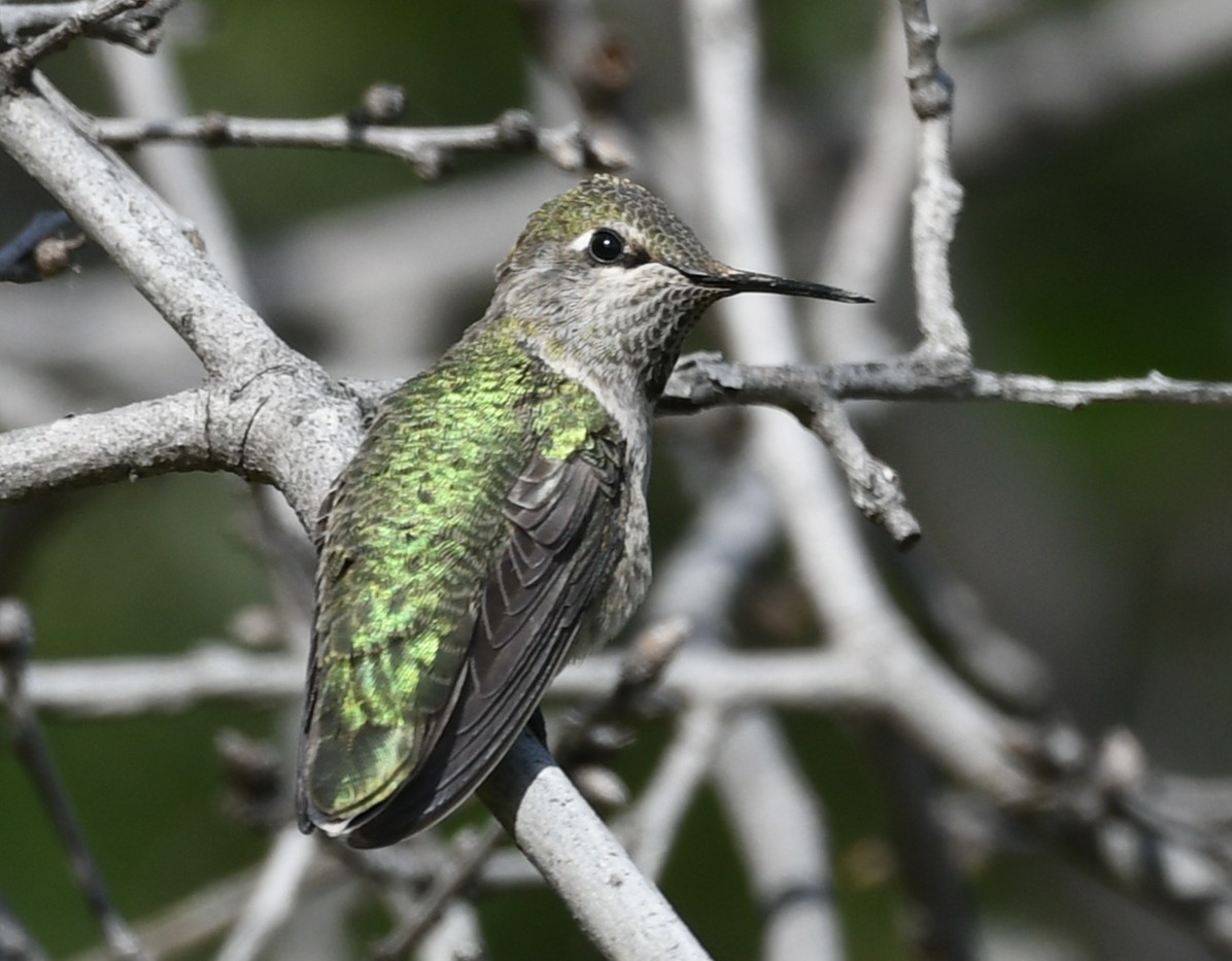 Anna's Hummingbird - Kelli O'Neill