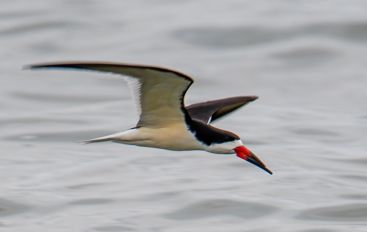 Black Skimmer - ML618584997