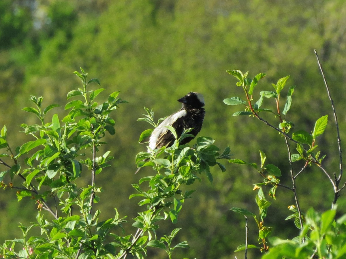 Bobolink - Norka Saldana