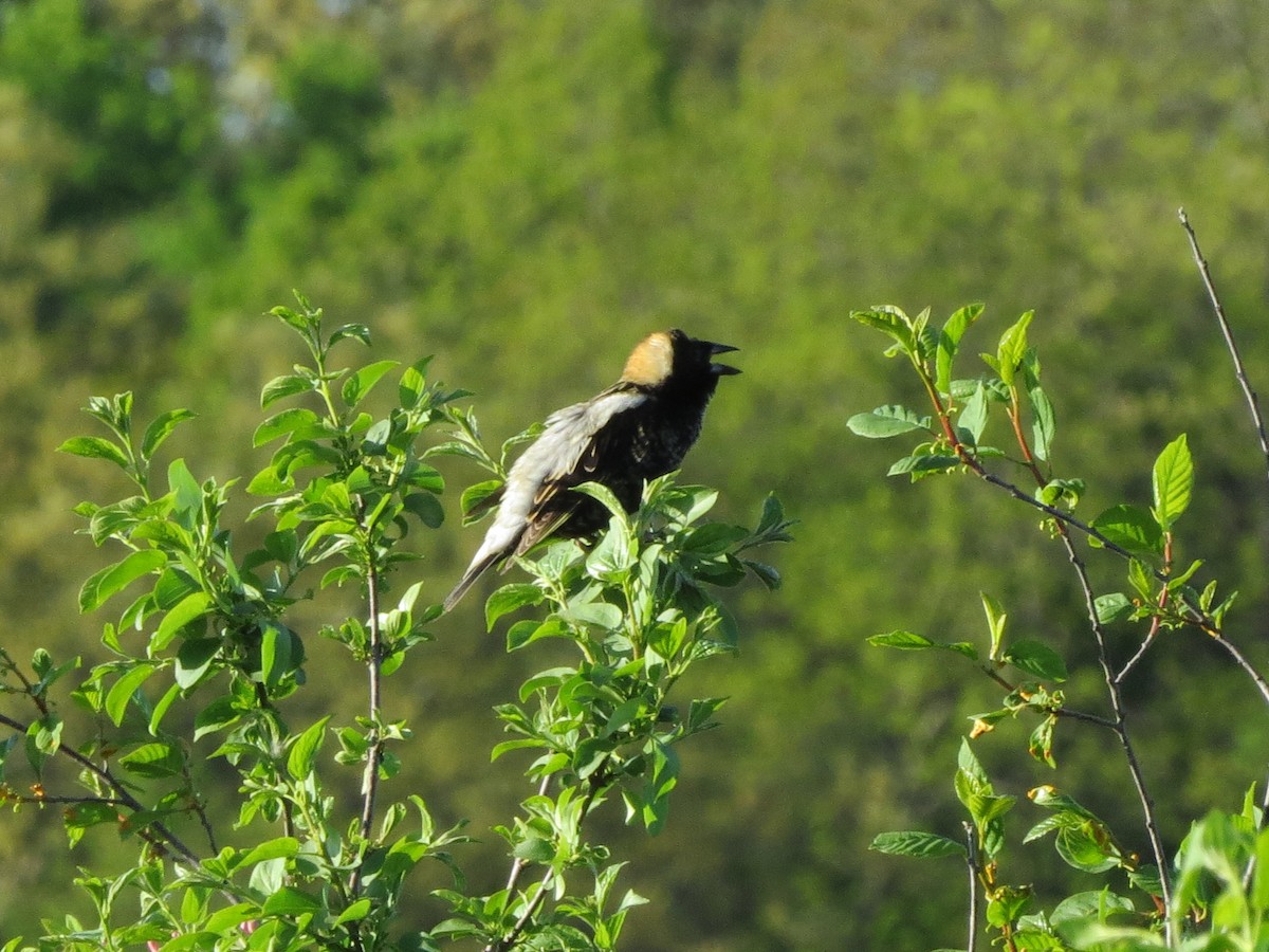 Bobolink - Norka Saldana