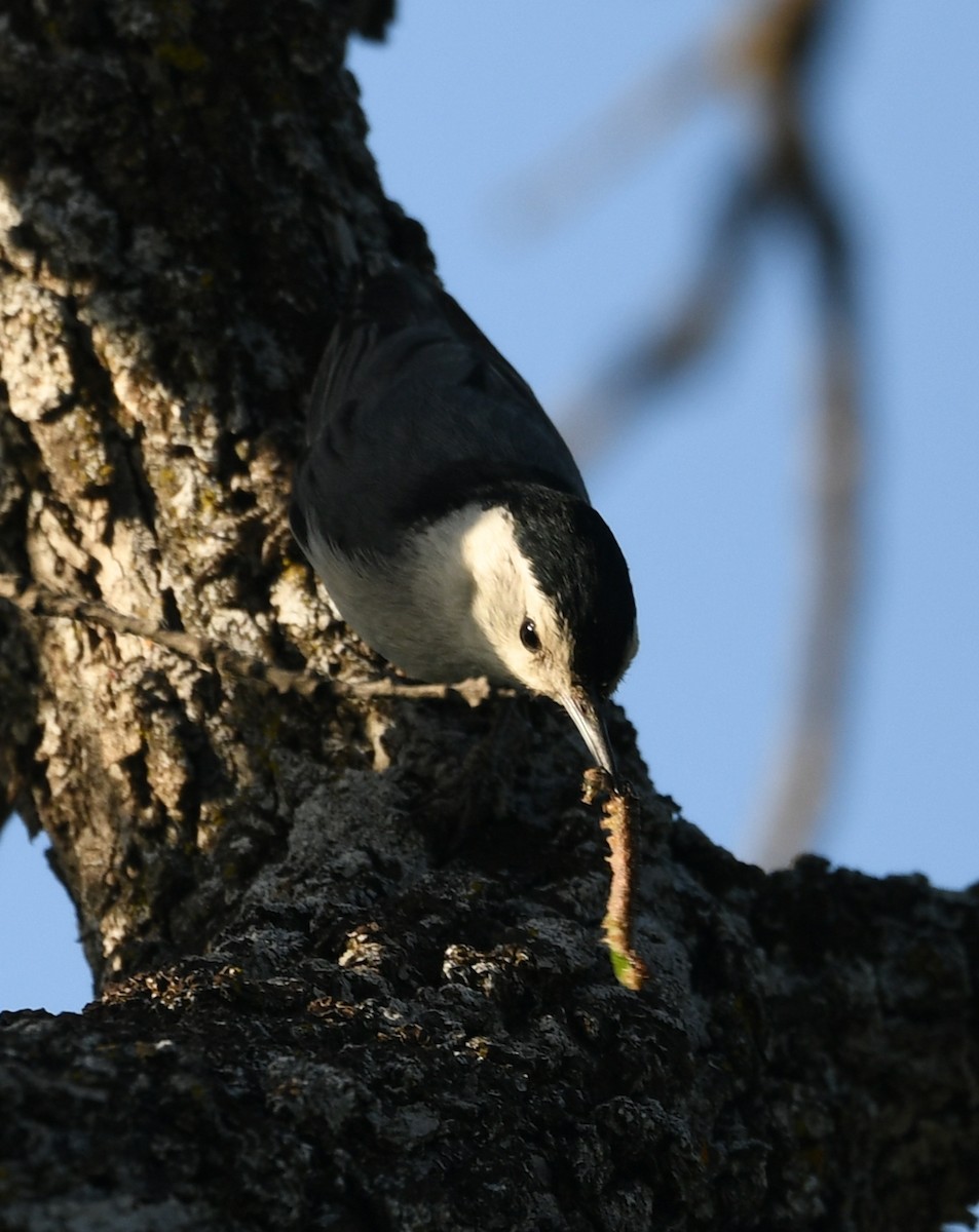 White-breasted Nuthatch - Kelli O'Neill