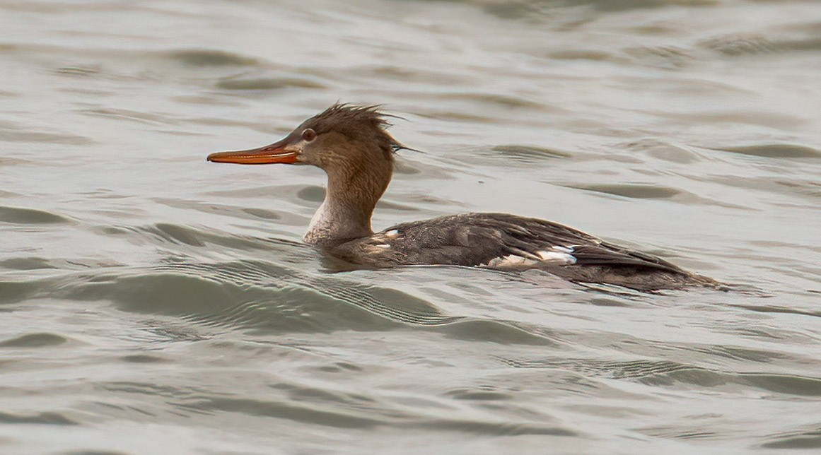 Red-breasted Merganser - ML618585036