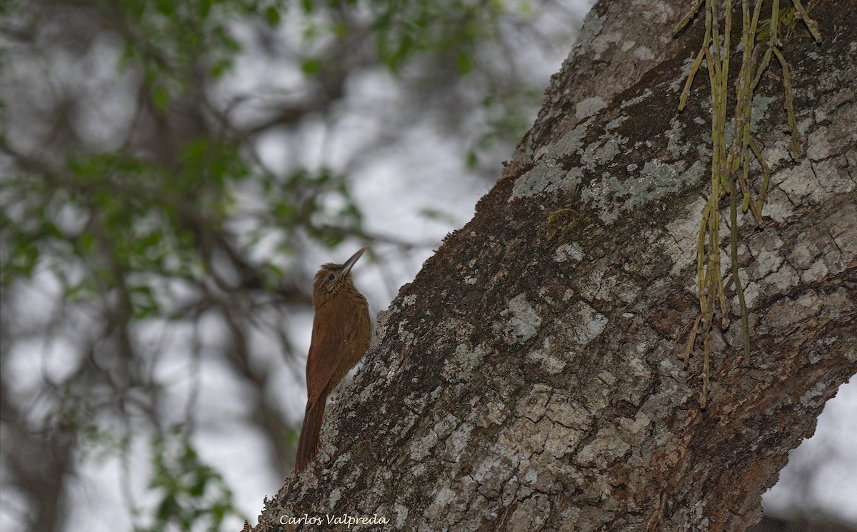 Black-banded Woodcreeper - ML618585040