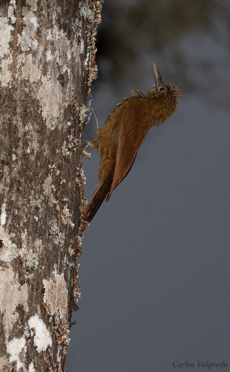 Black-banded Woodcreeper - ML618585055