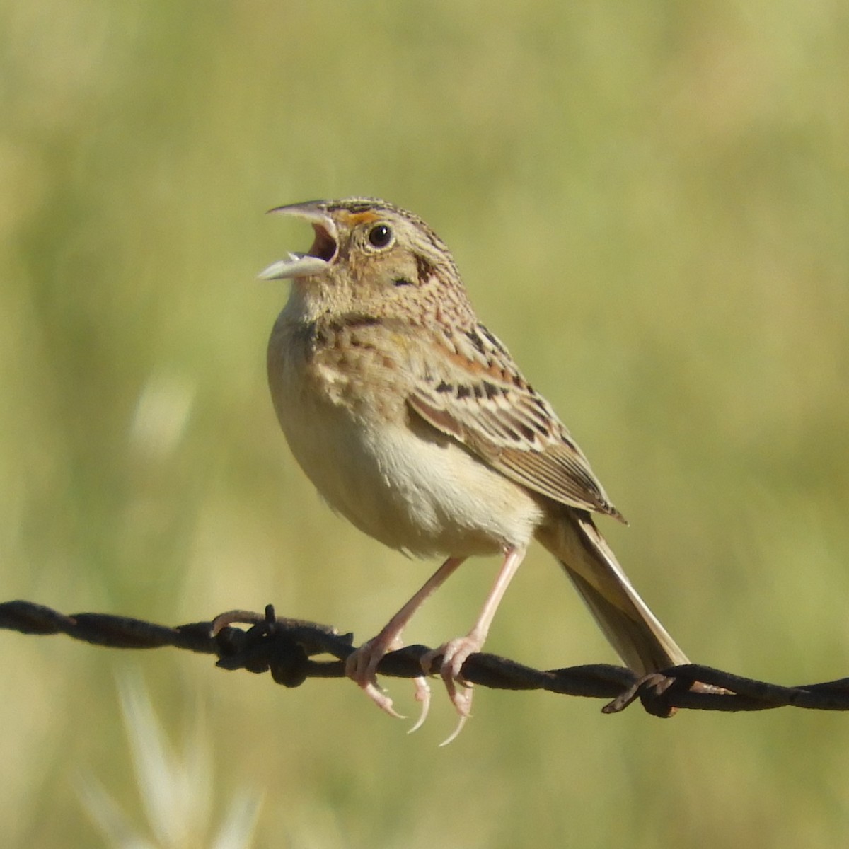 Grasshopper Sparrow - Dale Swanberg