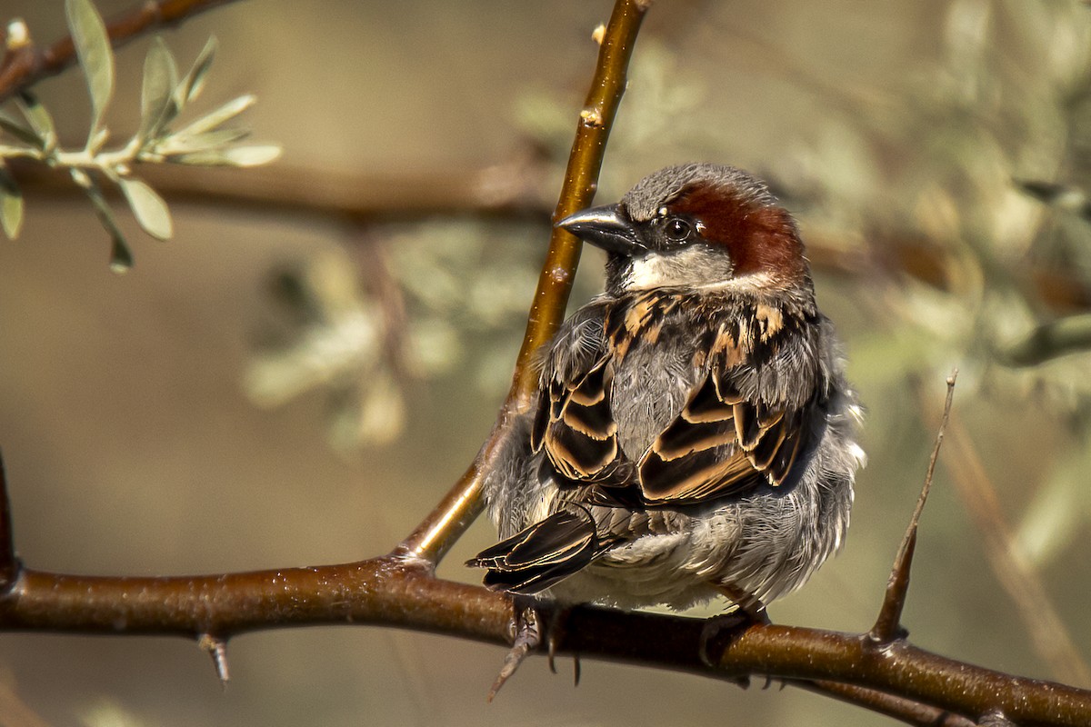 House Sparrow - ML618585077