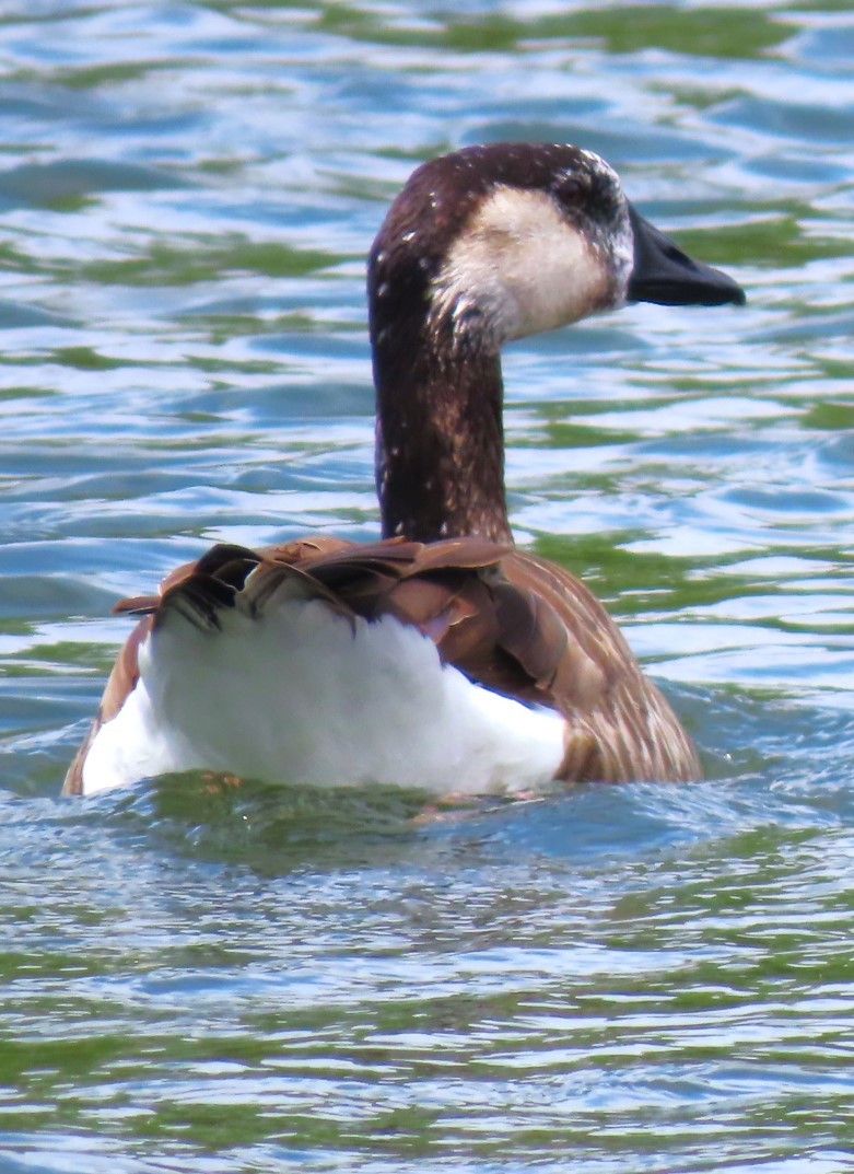 Greater White-fronted x Canada Goose (hybrid) - ML618585078