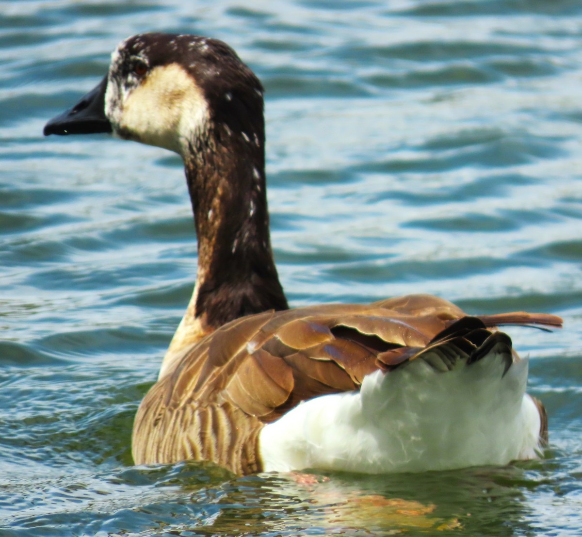 Greater White-fronted x Canada Goose (hybrid) - ML618585079