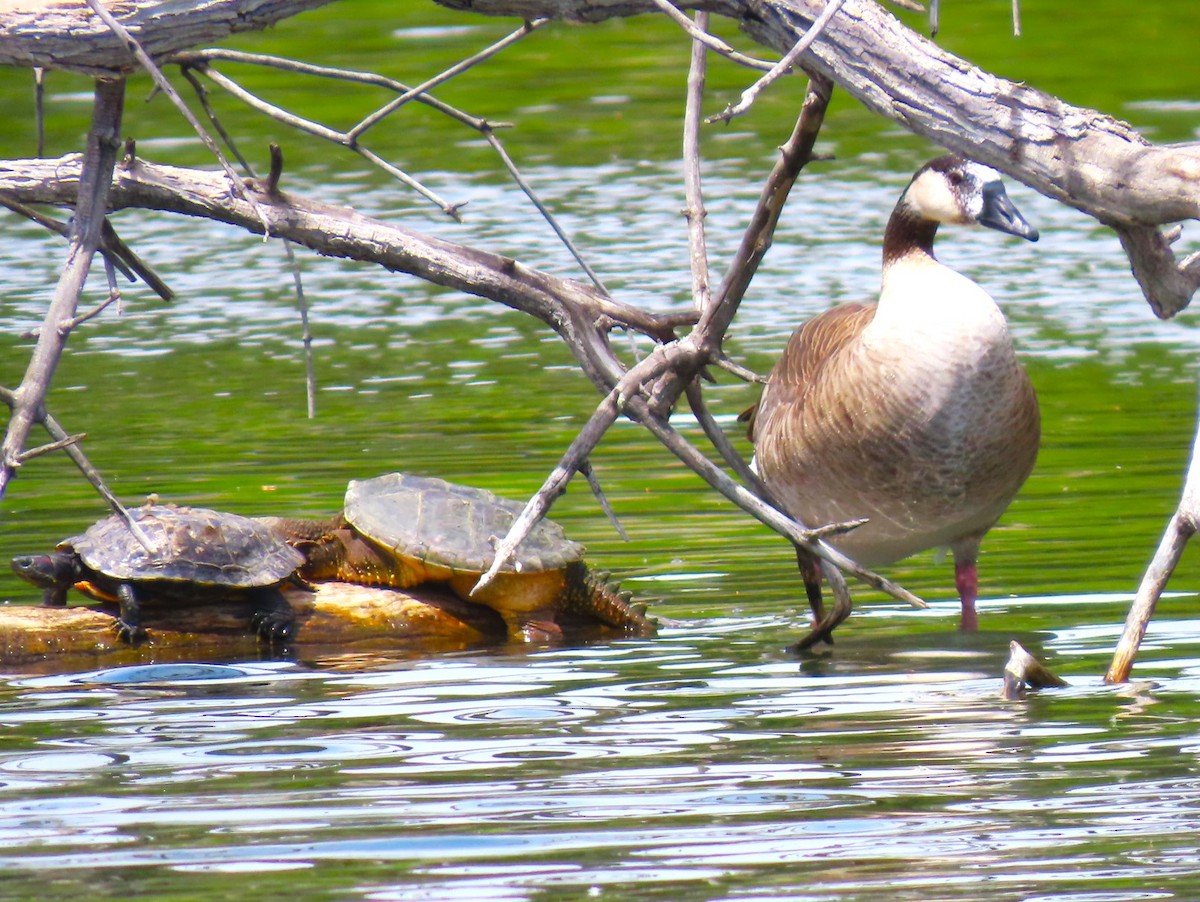 Greater White-fronted x Canada Goose (hybrid) - ML618585080