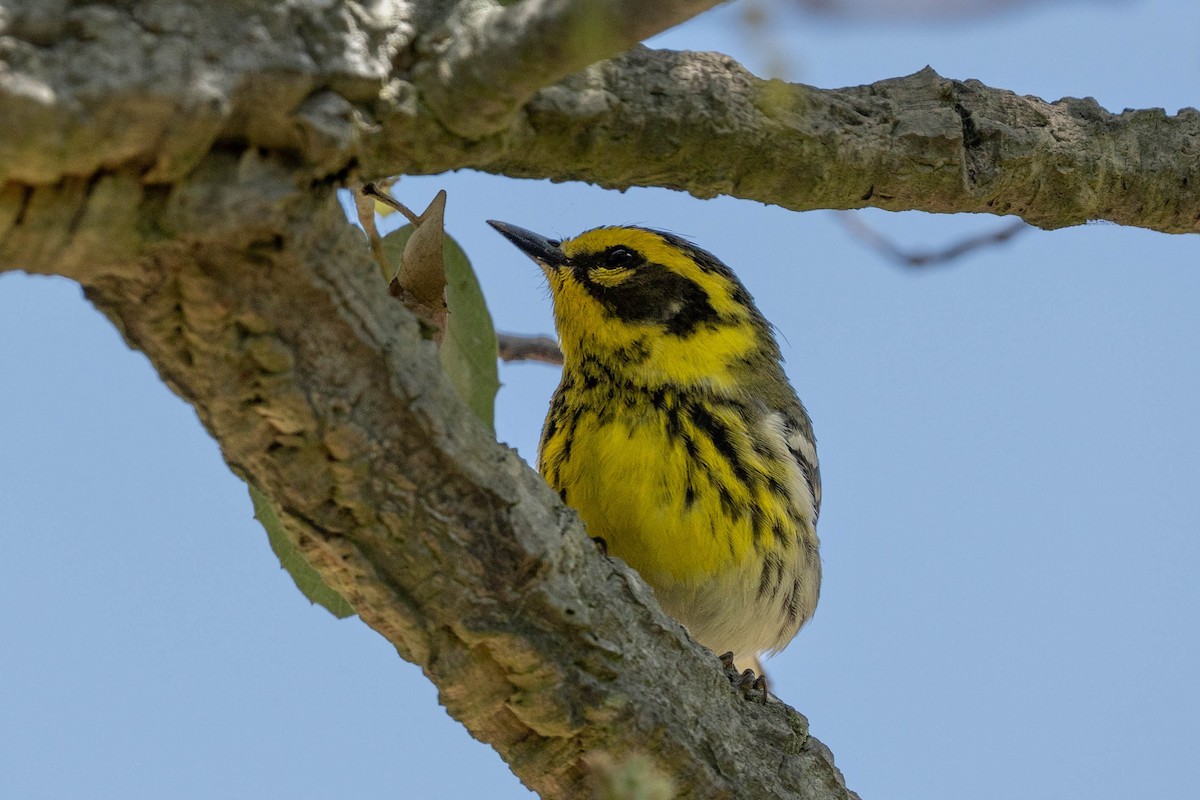 Townsend's Warbler - Thomas Van Huss