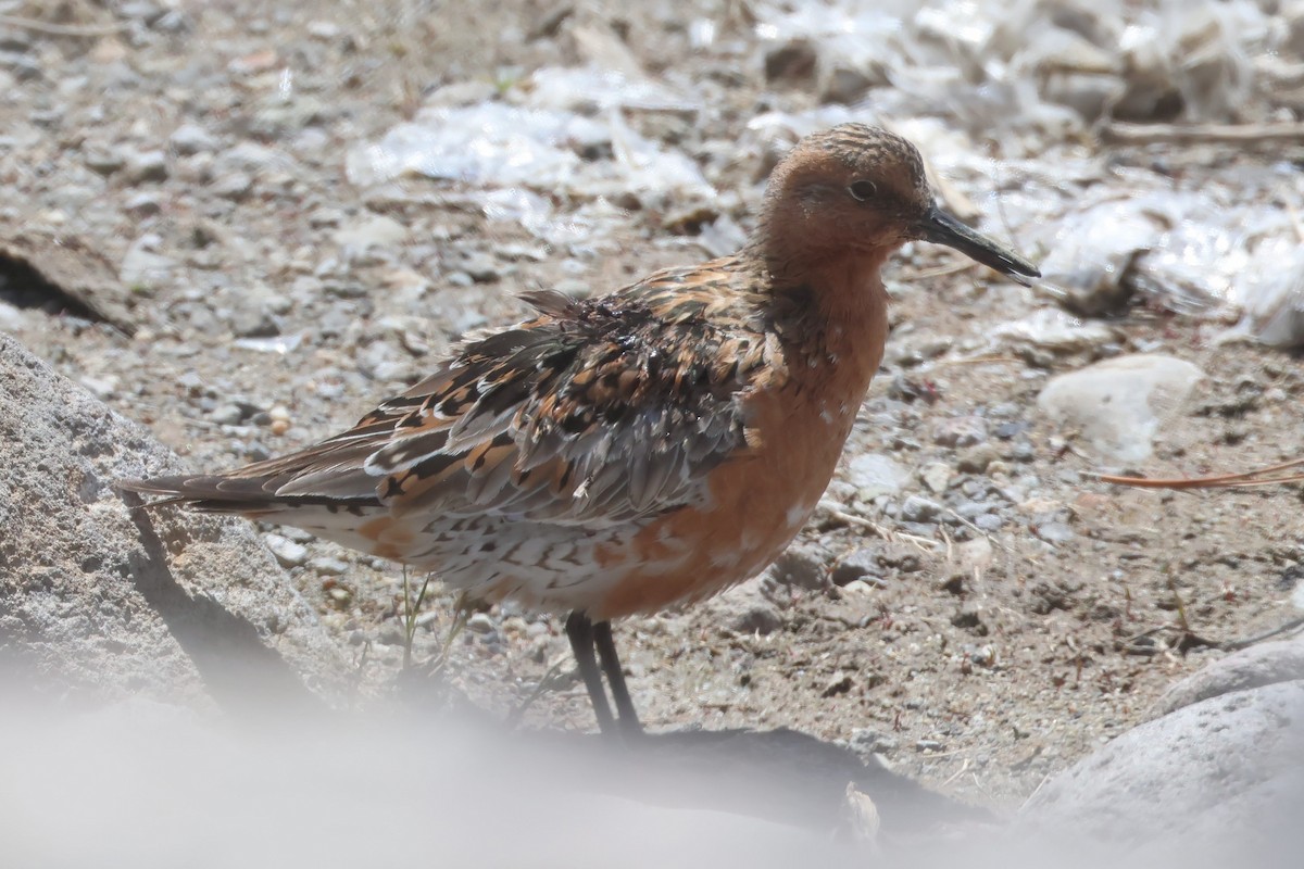 Red Knot - ML618585104