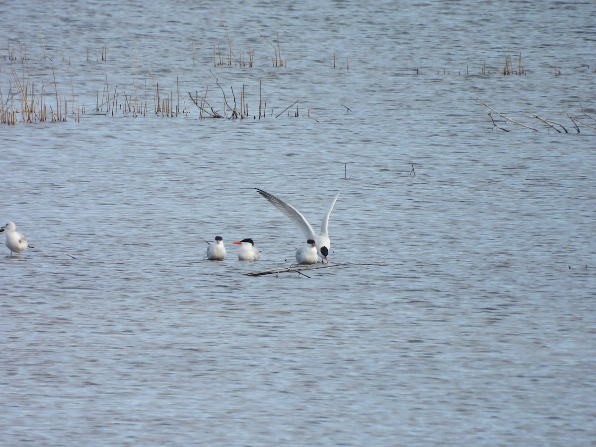 Caspian Tern - ML618585117