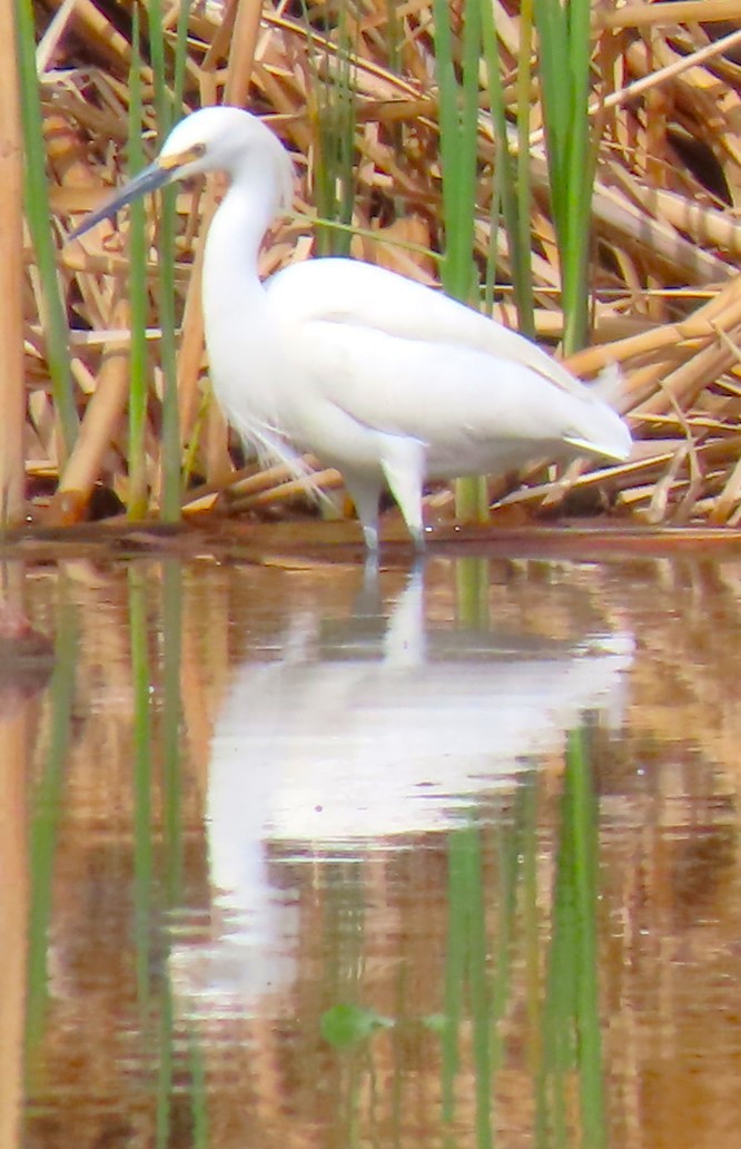 Snowy Egret - ML618585164