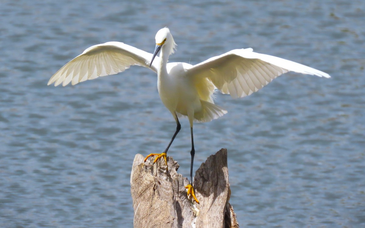 Snowy Egret - ML618585182