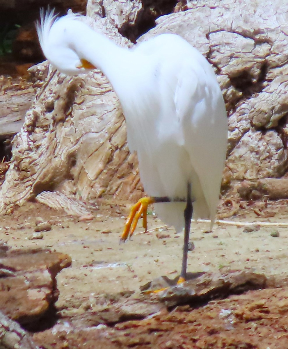 Snowy Egret - ML618585183