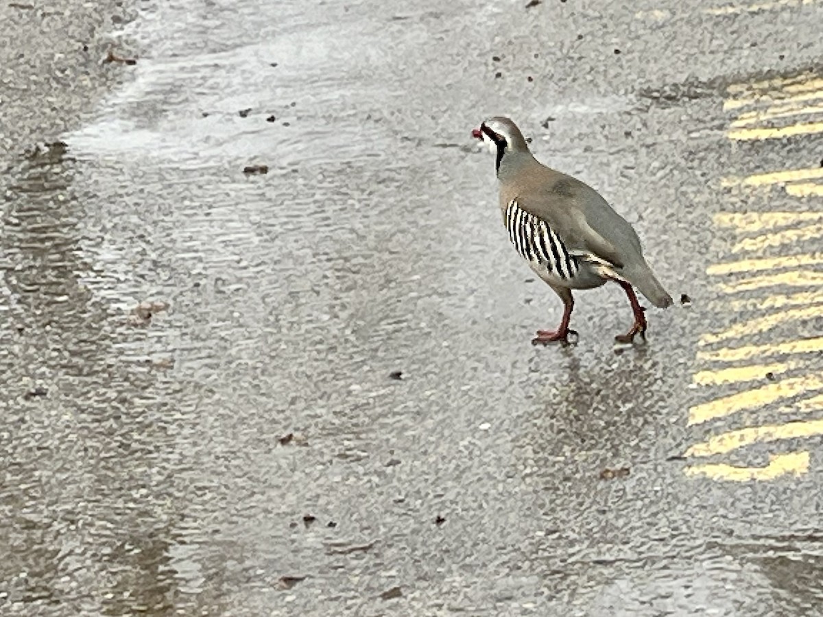 Chukar - ML618585195