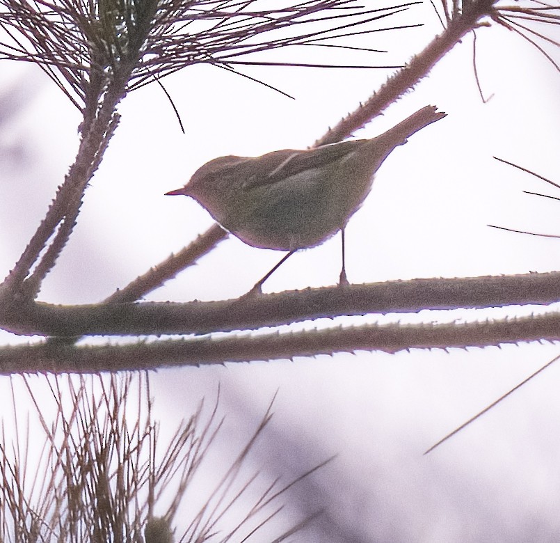 Kloss's Leaf Warbler - ML618585196