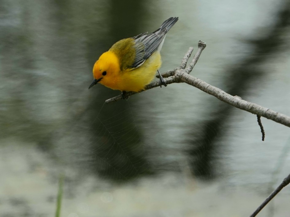 Prothonotary Warbler - ML618585207