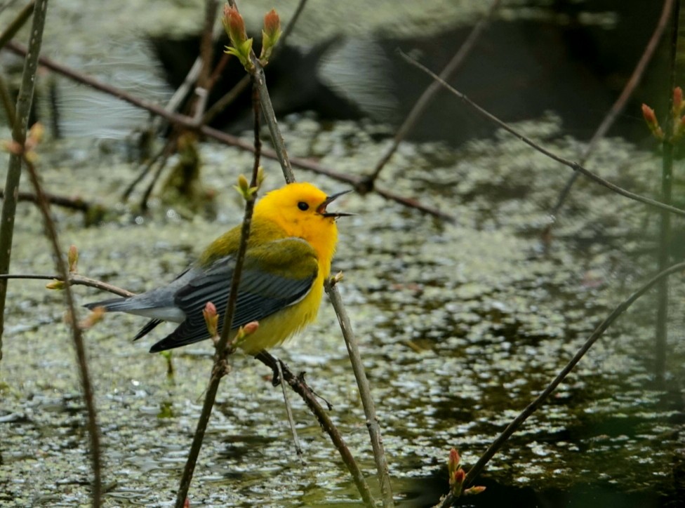 Prothonotary Warbler - ML618585213