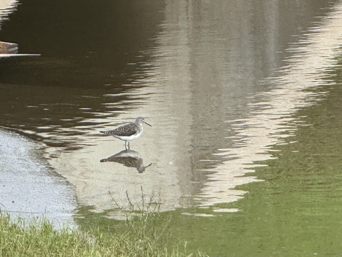 Solitary Sandpiper - ML618585217