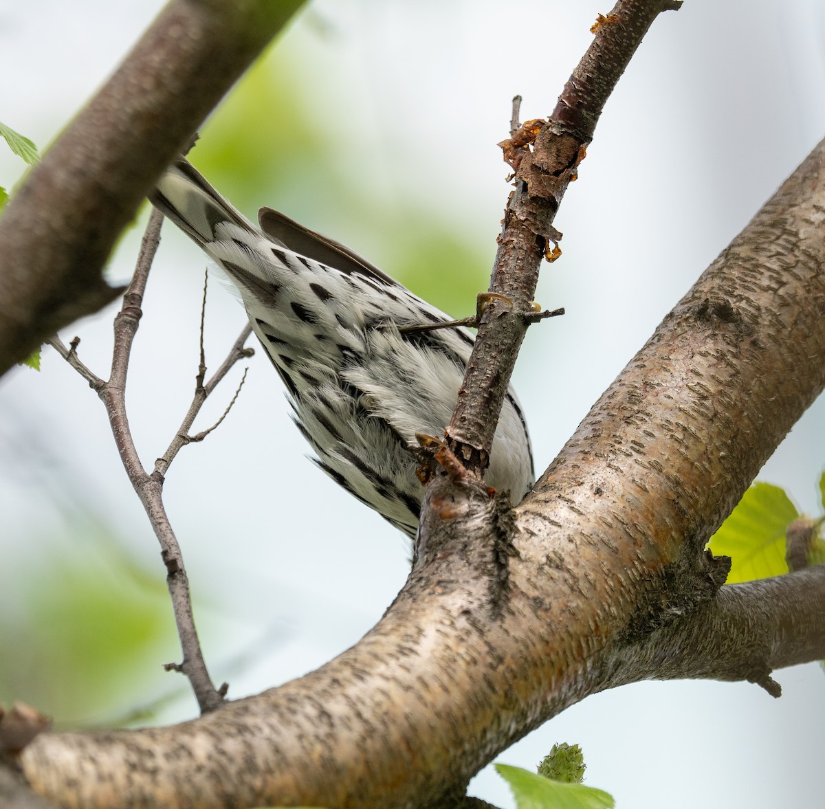 Black-and-white Warbler - ML618585240