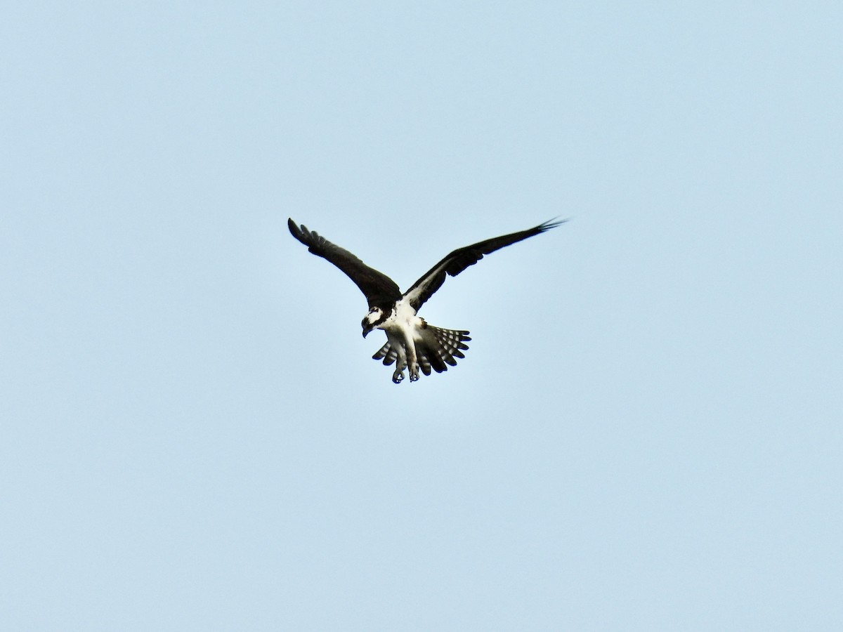 Osprey - ML618585243