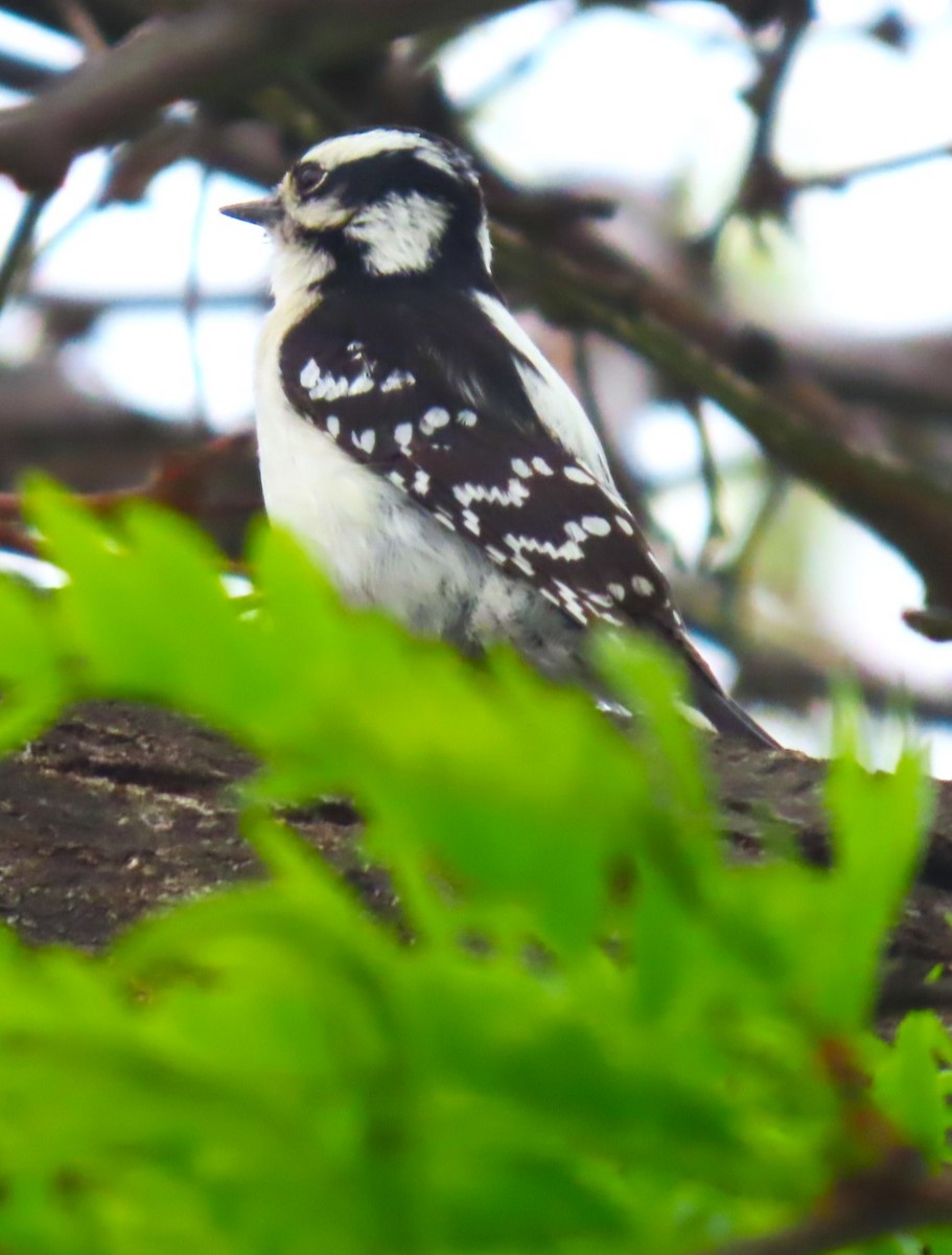 Downy Woodpecker - ML618585253