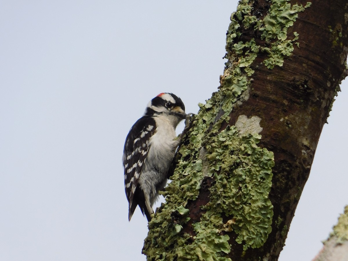 Downy Woodpecker - ML618585274