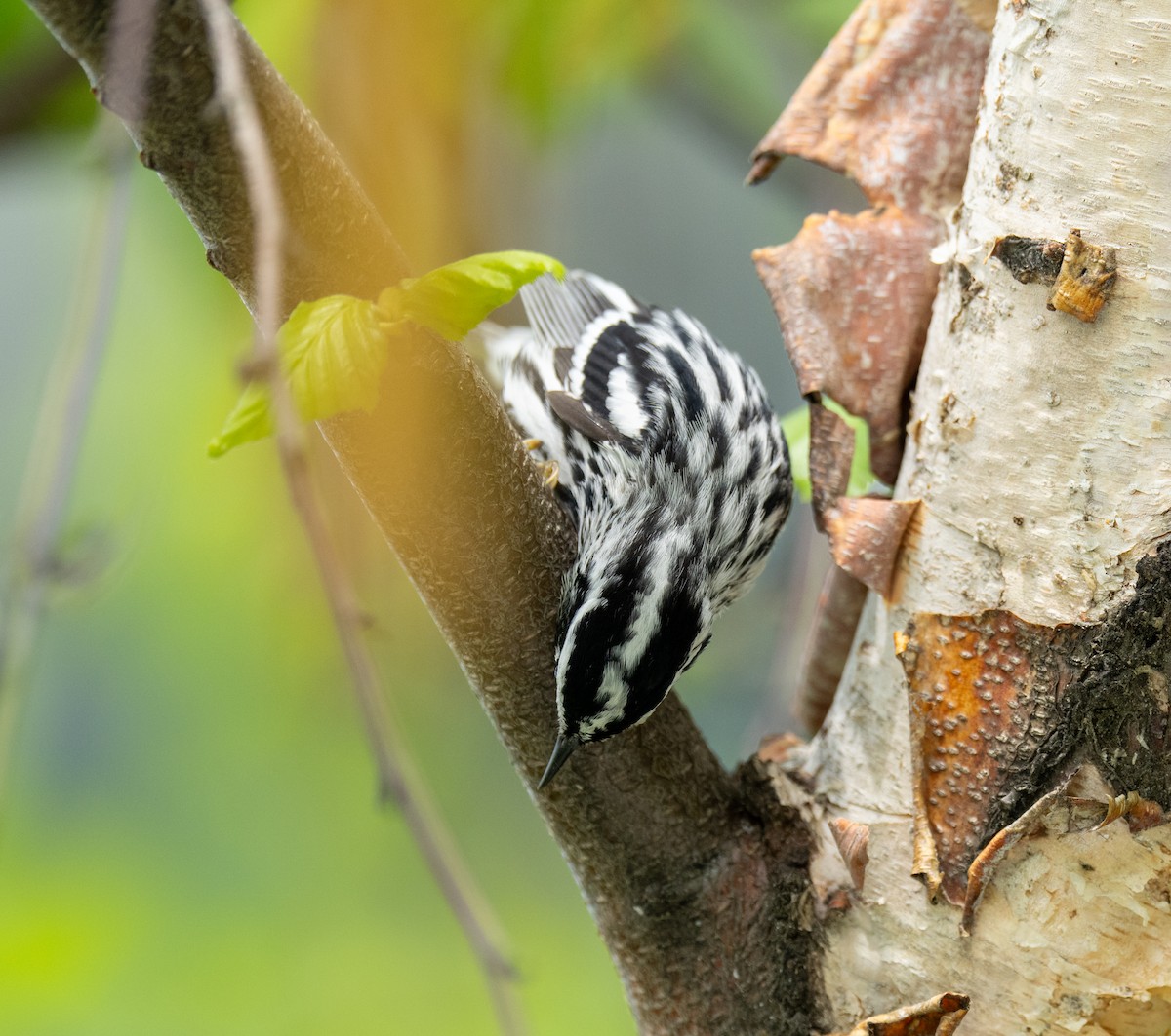 Black-and-white Warbler - ML618585287