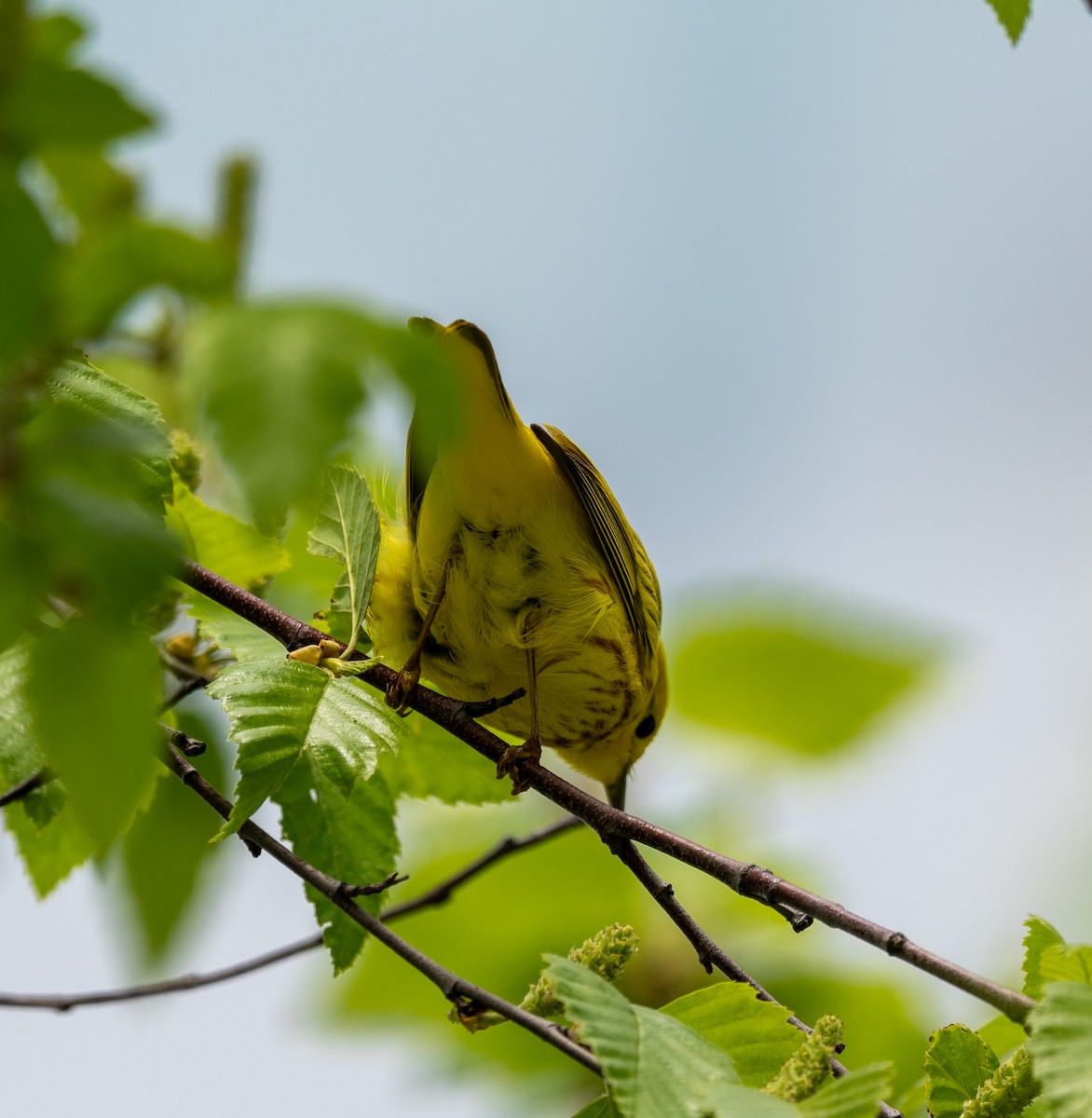 Yellow Warbler - ML618585293