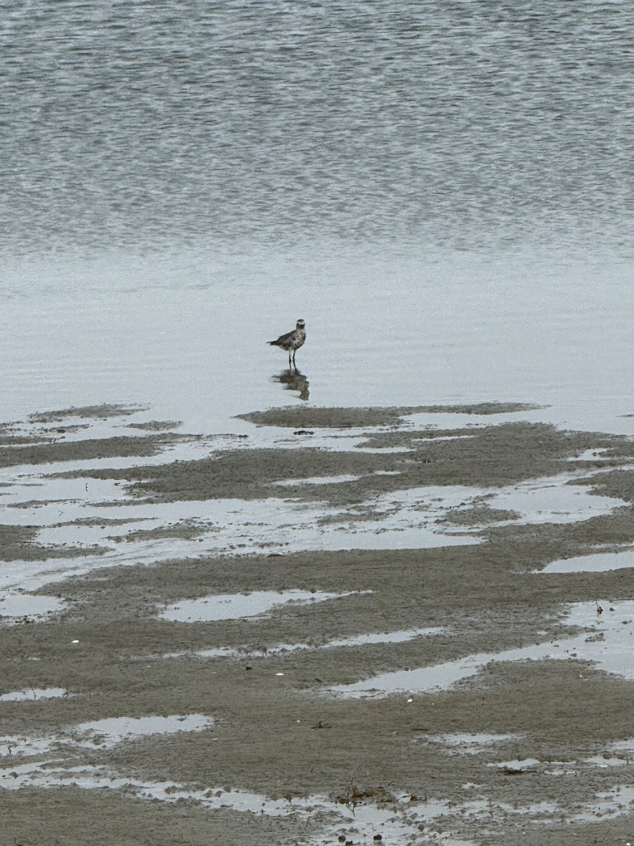 Black-bellied Plover - ML618585318