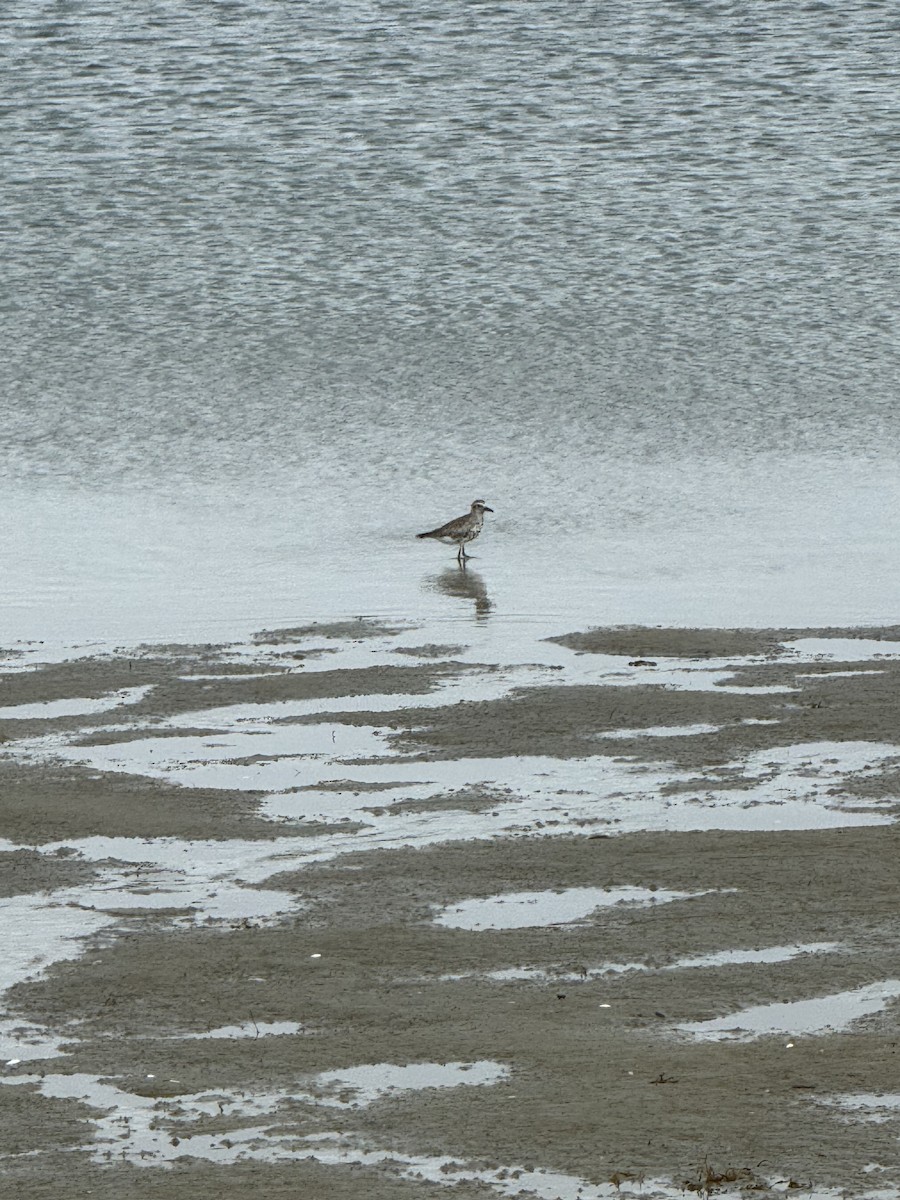 Black-bellied Plover - ML618585321