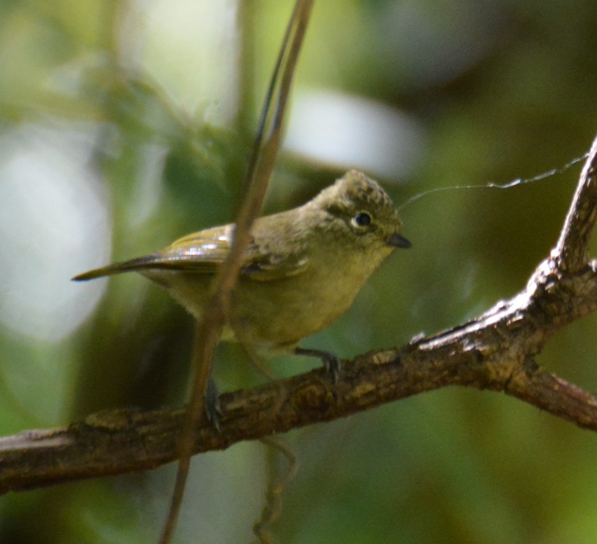 Yellow-browed Tit - ML618585327