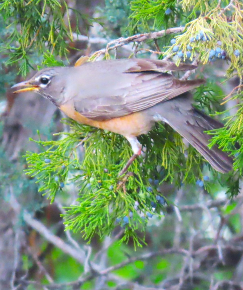 American Robin - ML618585340