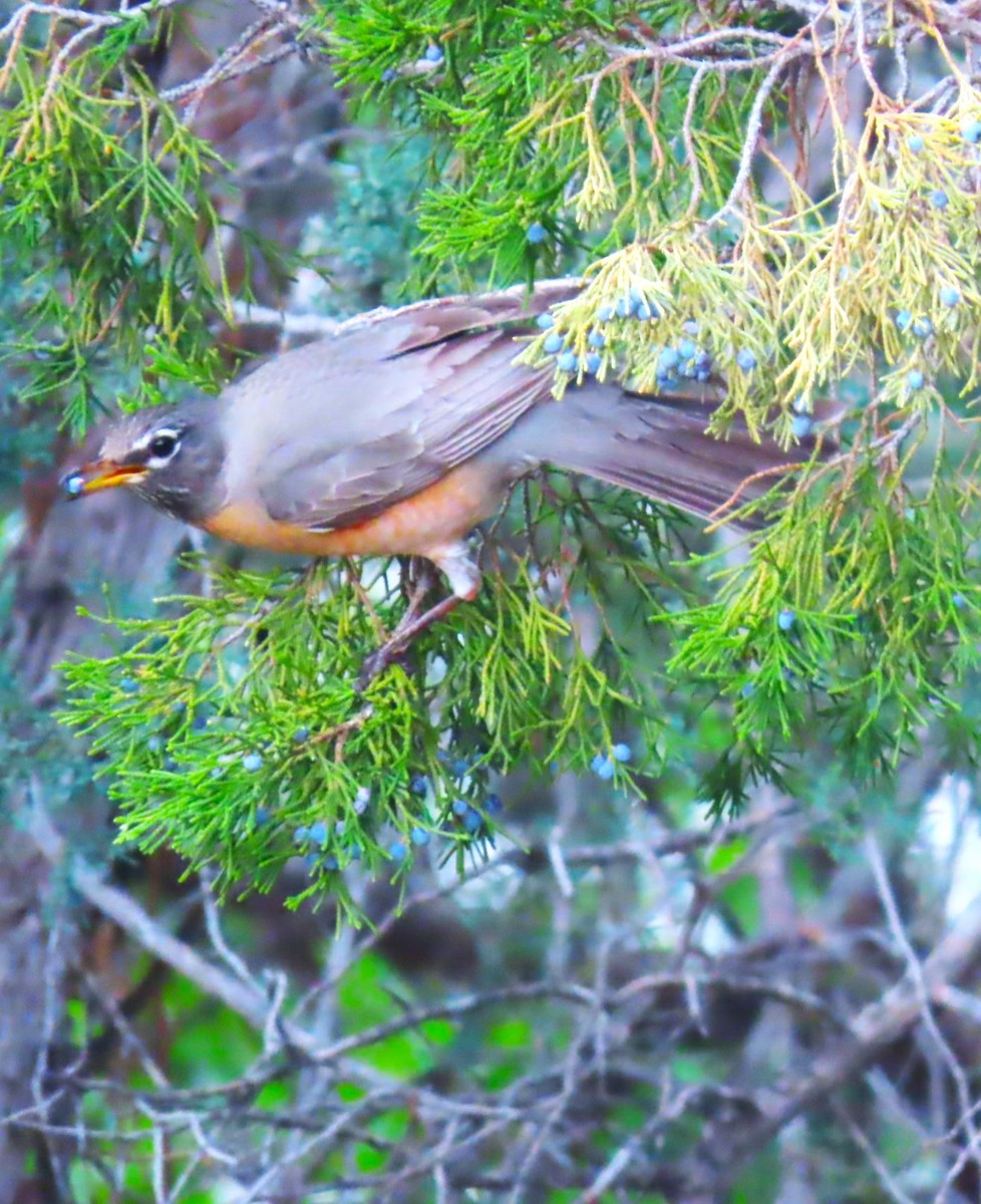 American Robin - ML618585342