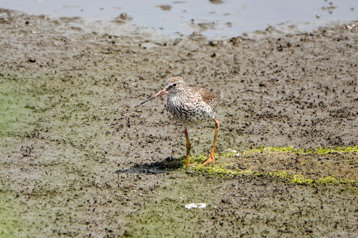 Common Redshank - ML618585347