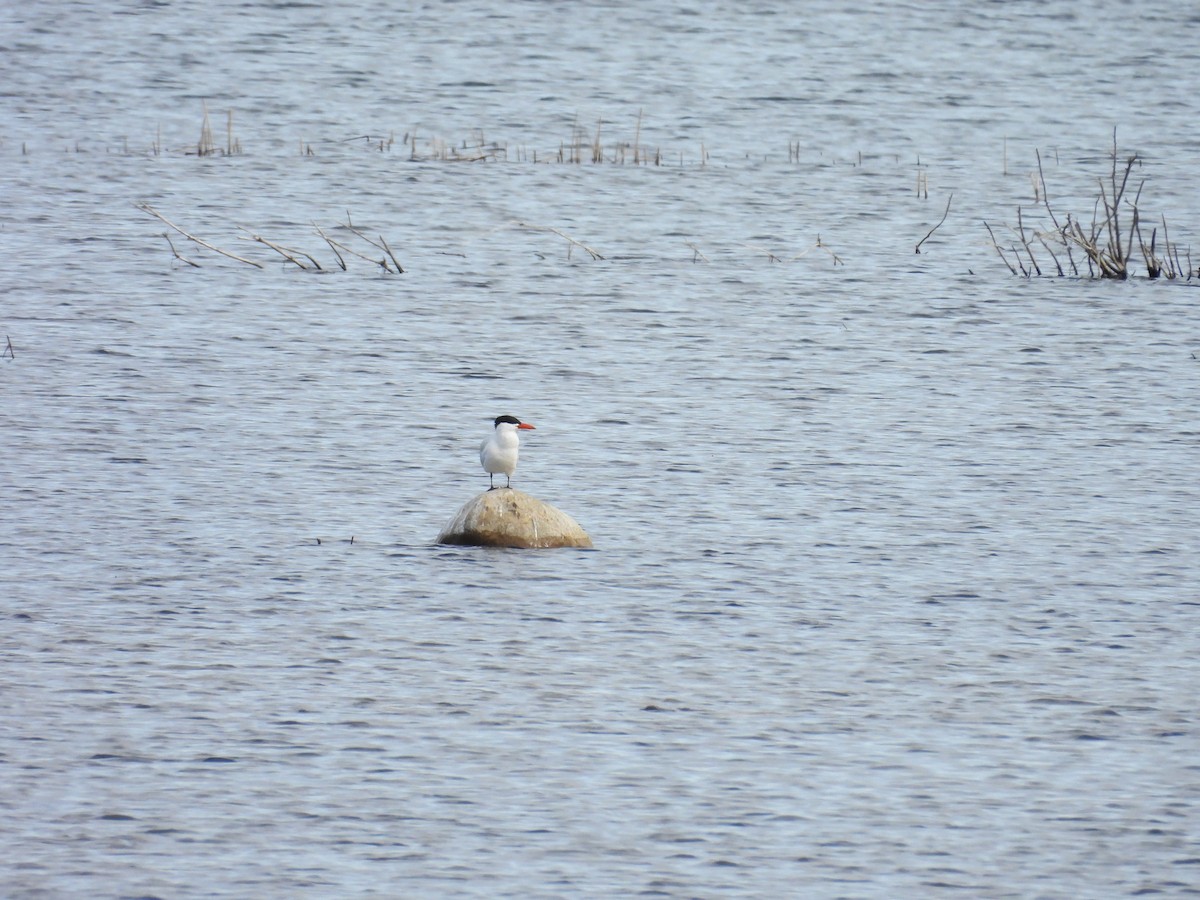 Caspian Tern - ML618585348