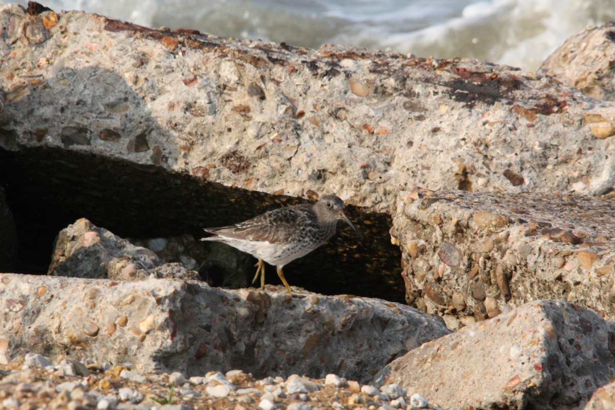 Purple Sandpiper - ML618585356