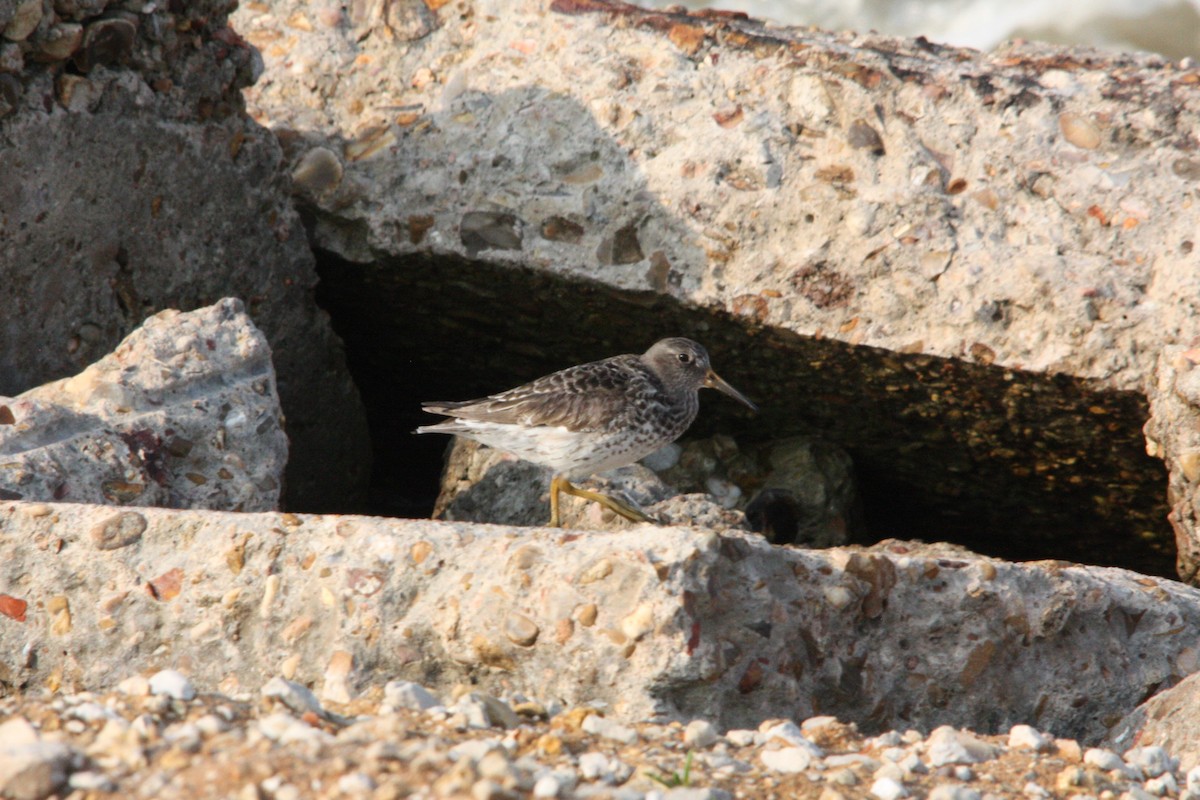 Purple Sandpiper - Zach DuFran