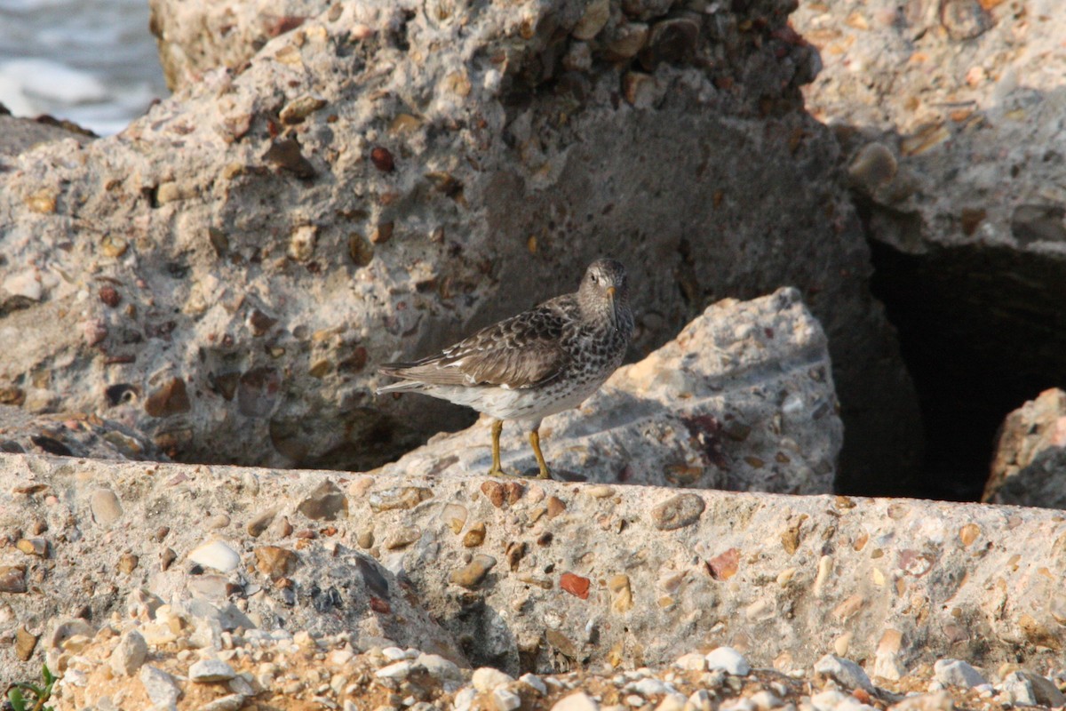 Purple Sandpiper - ML618585358
